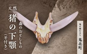 森のおとしもの【天然猪】猪の下アゴ（牙付き）＜頭骨標本 インテリア 民芸品 工芸品 オブジェ 天然 骨 猪 いのしし イノシシ 愛媛県 鬼北町＞ ※北海道・沖縄・離島への配送不可
