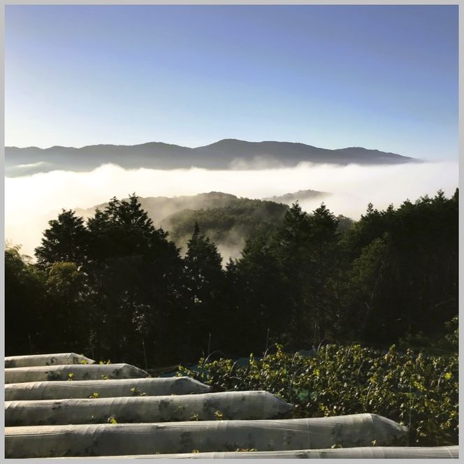 2026年 早期受付 ぶどう ピオーネ＆オーロラブラック セット 3～4房 約2kg 岡山県高梁市産 うめづぶどう園 化粧箱入り 葡萄 ブドウ