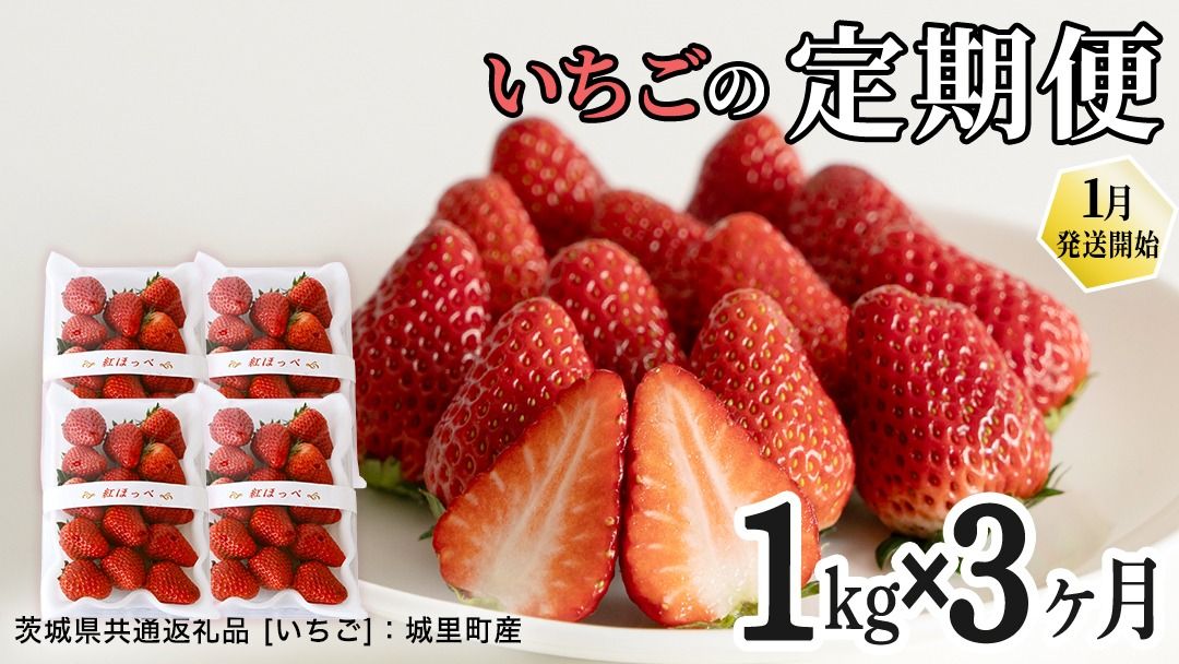 [定期便]いちご3ヶ月連続お届け便 (250g×4パック)×3回 [2026年1月から発送開始](茨城県共通返礼品 [いちご]:城里町産) | 果物 フルーツ イチゴ 苺 白いちご とちおとめ 紅ほっぺ やよいひめ 定期便