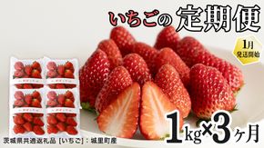 【定期便】いちご3ヶ月連続お届け便 （250g×4パック）×3回　【2027年1月から発送開始】（茨城県共通返礼品 [いちご]：城里町産） | 果物 フルーツ イチゴ 苺 白いちご とちおとめ 紅ほっぺ やよいひめ 定期便