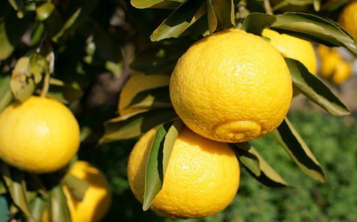 【先行予約】和歌山県産 はるかみかん 約4.5kg（サイズ混合・秀品）