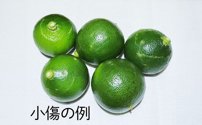 美浜町産温室ベルガモット　生果実『自宅用2kg入り』　※2025年11月上旬頃～2026年2月下旬頃に順次発送予定