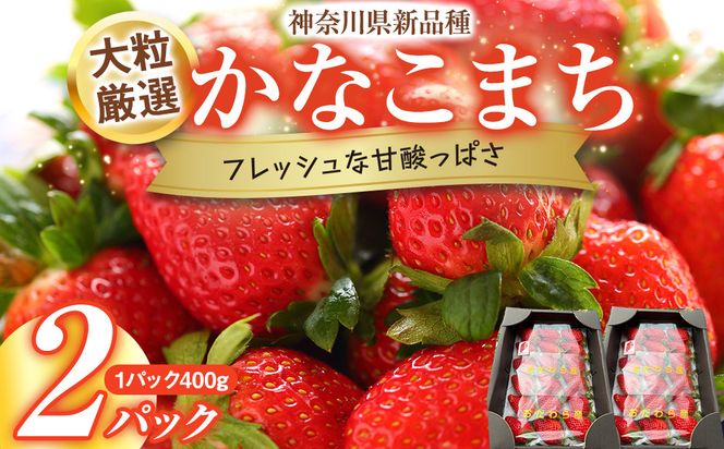 大粒厳選　神奈川県新品種「かなこまち」　完熟イチゴ　苺　2パック入り 142069_CP011