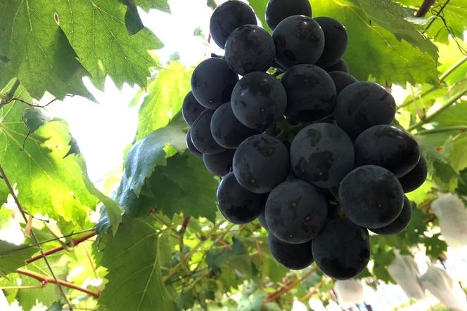 【先行予約】ぶどう白・黒詰め合わせ2〜3種（1.4kg以上）（2026年8月上旬～発送）　SF00037