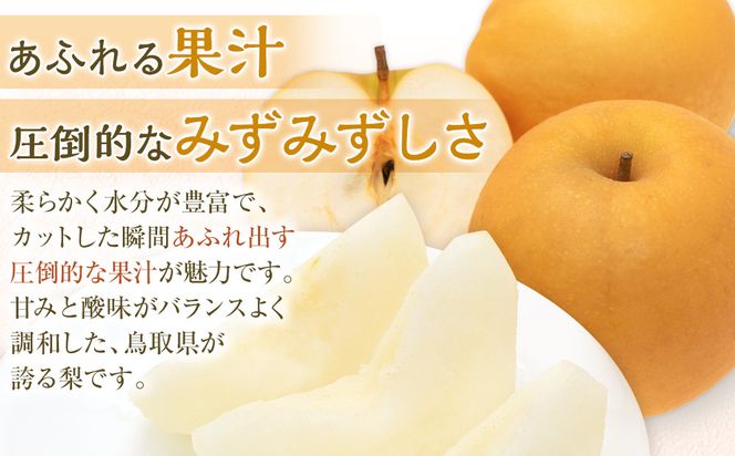 【先行予約】訳あり 数量限定 鳥取県産 新興梨（しんこうなし） 約5kg （8～15玉）≪2026年10月中旬頃出荷≫ 312011_GT002