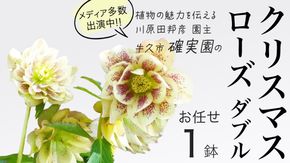 《 先行予約 》【 確実園 オリジナル 】  クリスマスローズ ダブル（ おまかせ 1点 ） ガーデニング 花 はな フラワー 鉢 鉢植え [BG002us]