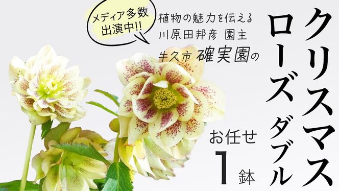 y錧vszs s\ ty m IWi z  NX}X[Y _ui ܂ 1_ j K[fjO  ͂ t[  A [BG002us]