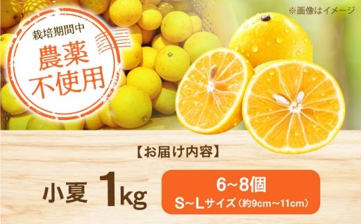 自然栽培小夏 1kg / 柑橘 自然 無農薬 土佐市 【有限会社四万十くじら】 [BQBR013]