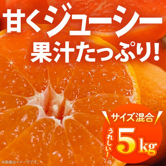 AB7301_ 【2026年先行予約】ご家庭用 田村みかん サイズ混合(2S～２L)  約5kg _  わけあり 訳あり 和歌山プレミアムブランドみかん 小玉 中玉 大玉 蜜柑 ミカン フルーツ 果物