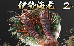 伊勢海老 2kg(5尾～7尾＋タビエビ) 冷蔵 活き伊勢海老 室戸産 国産 エビ えび 海鮮 魚介 産地直送 プリプリ 味噌汁 刺身 焼き物 汁物 室戸海洋深層水 黒潮 高知県 室戸市