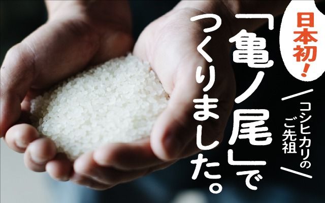 山形庄内かめこめプロジェクト 亀の尾せんべい 80g×6袋 つぶつぶ食感 煎餅 米菓 おやつ お菓子
