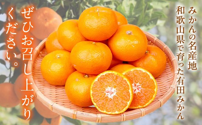 【先行予約】みかん 紀州有田産 濃厚完熟 小玉みかん 約5kg S-3Sサイズ 株式会社魚鶴商店《2026年11月下旬-12月下旬頃出荷》 和歌山県 日高川町 みかん 小玉みかん 完熟 濃厚 柑橘 小玉 小さい---wshg_uot169_11g12g_25_16000_5kg---