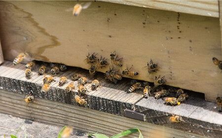 【全6回定期便】糸島 はちみつ 520g 糸島市 / ヴァンベールフーズ /百花 / 蜂蜜[AFJ006] 蜂蜜 はちみつ ハチミツ 国産 非加熱 無添加 紅茶 日本蜜蜂