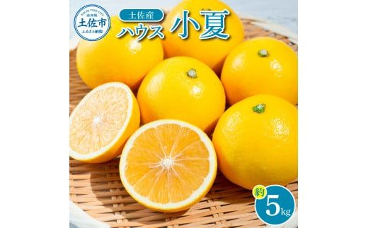 【先行予約】自然の味をそのままに旨味の塊ハウス小夏約5kg〈2027年4月下旬から発送開始〉/高知県土佐市産 小夏 コナツ 果物 柑橘 フルーツ みかん ハウス 小夏 ５キロ 新鮮 産地直送 美味しい おいしい 厳選 高知県土佐市/やの一果彩[BQAC037]