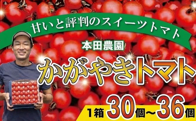 【人気のスイーツトマト】本田農園のかがやきトマト1箱（約30~36個） cz006n00