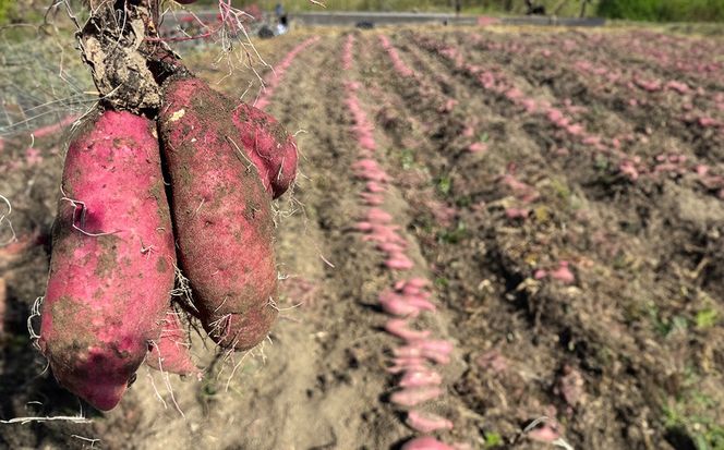 【山梨県産】紅はるか干し芋（キッポシ）５００ｇ（１００ｇ×５袋）　ほしいも 干しいも ほし芋 紅ハルカ 紅はるか きっぽし さつまいも 芋 お芋 山梨 やまなし 富士川町