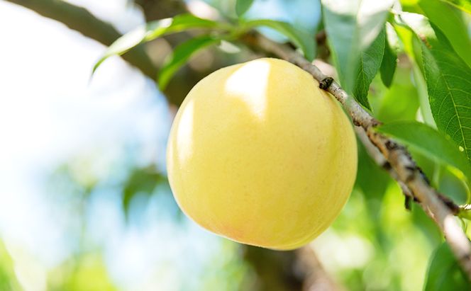 桃 2026年 数量限定 白桃 清水白桃  約1.8kg 6～8玉 ご家庭用 フルーツ 果物 岡山 赤磐市産