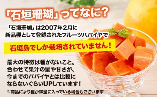 フルーツパパイヤ４kg 【 パパイヤ フルーツパパイヤ 果物 くだもの フルーツ 果実 国産 沖縄県 沖縄 石垣 石垣島 石垣市 】ZH-14