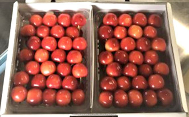 [先行受付] 数量限定 北海道 仁木町産 甘く色鮮やか さくらんぼ 佐藤錦 600g L～2Lサイズ 低農薬 有機肥料 高級品種 大人気 甘い サクランボ チェリー フルーツ 果物 果物類 仁木町 仁木 [鶴田農園]