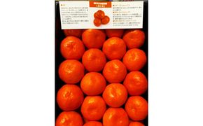 ≪ご褒美ふるーつ≫「小原紅早生みかん」約3kg【2026年12月以降お届け】 372013_MD013
