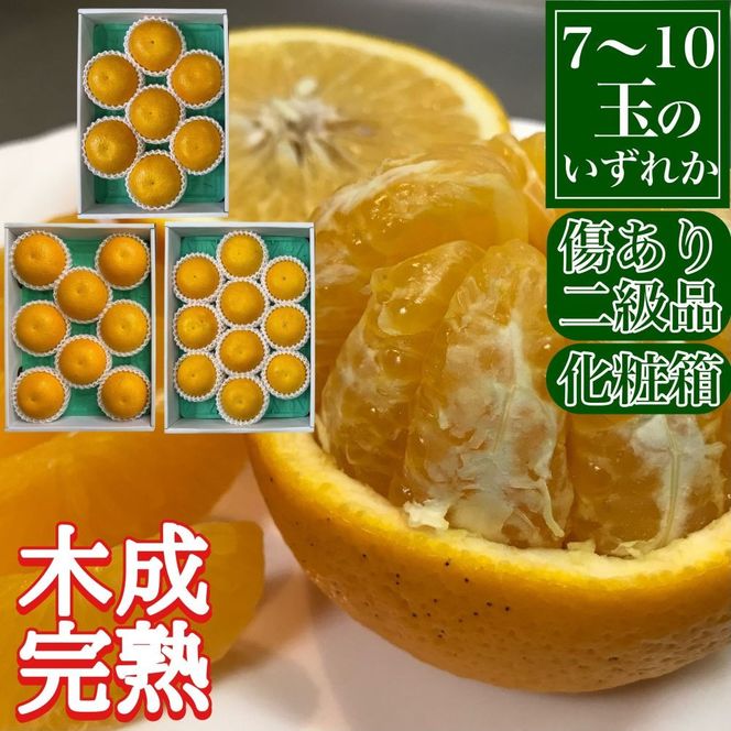 定期便 春に楽しむ ハウス せとか ＆ 木成 完熟 有田 はっさく 傷あり 二級品 セット 全2回 南泰園 BS214