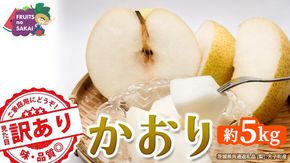 ＜ 訳あり ＞ かおり 約5kg 【2026年9月より発送開始】（茨城県共通返礼品 [梨]：大子町産） ご家庭用 フルーツ なし ナシ 和梨 梨 わけあり 果実 旬のフルーツ お取り寄せ くだもの 果物 みずみずしい