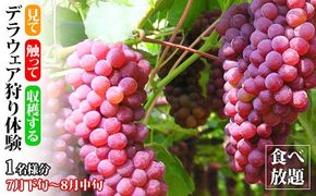デラウェア狩り体験 食べ放題 1名様分 デラウェア狩り ぶどう狩り フルーツ狩り くだもの狩りデラウェア ぶどう ブドウ 葡萄 フルーツ 果物 くだもの 体験 復興 震災 コロナ 能登半島地震復興支援 北陸新幹線 F6P-1809