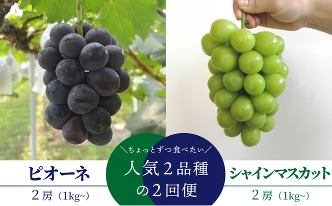 【2026年先行予約】ピオーネとシャインマスカット、中2房の2回便！(定期便) (岡山県産)【KF-T002-02】