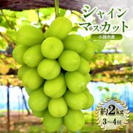シャインマスカット 先行予約 約2kg 3～4房 果物 フルーツ ぶどう 大粒 甘い 完熟