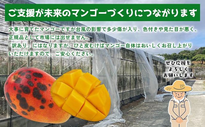 【災害支援】訳あり アップルマンゴー約2kg（3～5玉）【2026年発送】 家庭用 台風 沖縄 甘味 糖度 濃厚 美味しい 被害 おいしい お得 とろける甘さ 香り アーウィン 果汁 コスパ 箱入り 手頃 普段使い 自分用 ご褒美