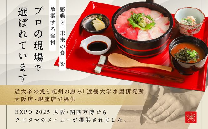 近大クエタマ鍋セット1kg（2027年2月上旬～2月中旬発送） 304018_A024