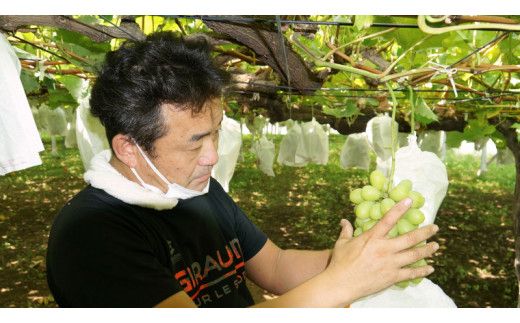 《 先行予約 》 シャインマスカット 2～3房 ( 約 1.5kg )  贈答用 【2026年8月下旬頃発送開始】 ( 共通返礼品：下妻市 )フルーツ 果物 マスカット ぶどう 葡萄 ブドウ 旬 国産 産地直送 化粧箱 ギフト 【石﨑ぶどう園】 [DT002us]