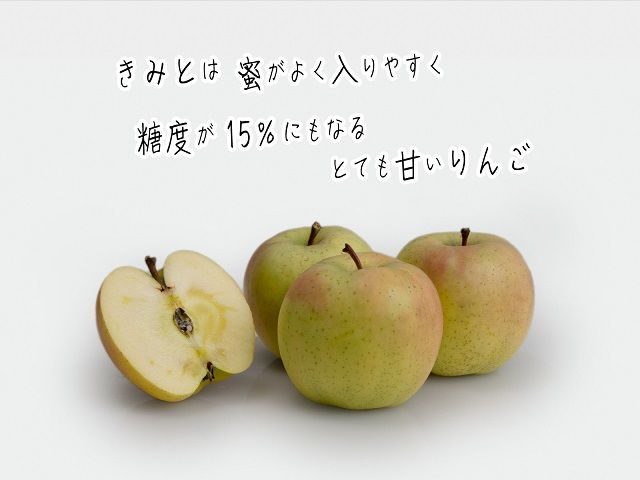 りんご 訳あり 青森 きみと リンゴ 約 5kg （10～16玉） 青森県 鰺ヶ沢町産 ヒバリノ園 フルーツ 果物 林檎 青森県産 ※オンライン決済のみ 