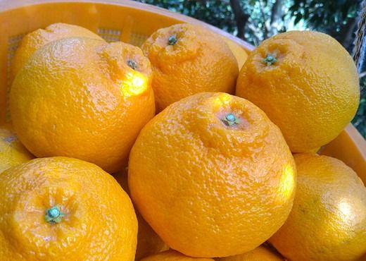 【先行予約】【お試し！】Saito Orange Farmの不知火2kg ｜ 柑橘 みかん ミカン フルーツ 果物 でこぽん デコポンと同品種 愛媛　※離島への配送不可　※2025年3月中旬頃より順次発送予定