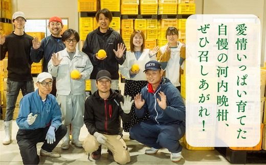 愛南産の河内晩柑10kg(約22～32個) ＜柑橘 希少 果物 国産 フルーツ みかん 蜜柑  和製 グレープフルーツ ブランド 愛媛 果実 ビタミン ＞  ※北海道・沖縄・離島への配送不可 ※2025年4月上旬～8月中旬頃に順次発送予定
