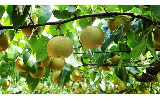 これぞ甘熟 『 幸水 』 5kg ( 自家用 ) 2026年産 先行予約 フルーツ 果物 国産 日本産 梨 ナシ なし 和梨 [DJ001ci]