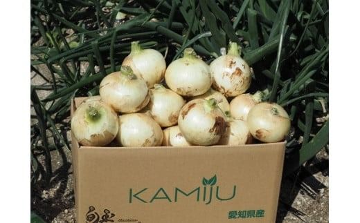 (2026年発送)訳あり 新玉ねぎ 定期便 5kg×4回　生がおいしい 神重農産のブランド玉ねぎ「旬玉」 ブランド玉ねぎ 玉ねぎ 新玉ねぎ 国産 愛知県産 野菜 やさい 農家直送 畑直送 旬 たまねぎ 先行予約 旬 特産 高評価 高リピート 人気 H105-129