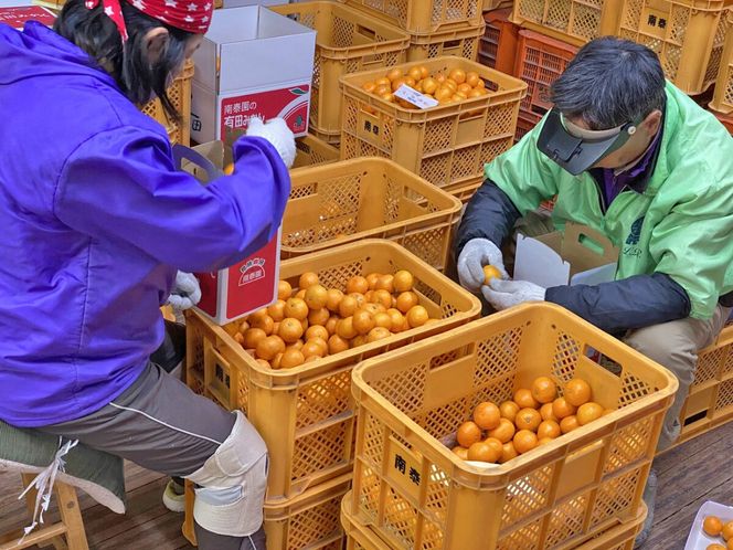 有田みかん 小玉ちゃん 等級混合 2.2kg 小玉2S～4Sサイズ混合 和歌山 南泰園 みかん  BS657