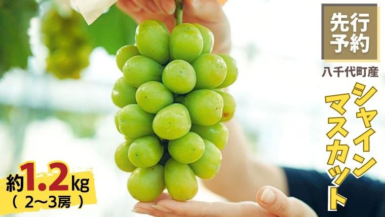 [選べる内容量][ 2026年8月下旬以降発送]シャインマスカット 約1kg /約1.2kg ( 2〜3房 ) 産地直送 茨城県産 八千代町産 フルーツ ぶどう 果物 ブドウ 葡萄 マスカット 先行予約 数量限定 ふるさと納税 [CU001ya-CU003ya]