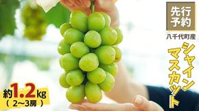 【選べる内容量】【 2026年8月下旬以降発送】シャインマスカット 約1kg /約1.2kg ( 2～3房 ) 産地直送 茨城県産 八千代町産 フルーツ ぶどう 果物 ブドウ 葡萄 マスカット 先行予約 数量限定 ふるさと納税 [CU001ya-CU003ya]