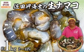 【先行予約】【数量限定】佐田岬海士の生ナマコ 約1kg（2～4匹）※北海道・東北地方・沖縄・離島への配送不可（2026年1月中旬頃より順次発送） IKTJ013