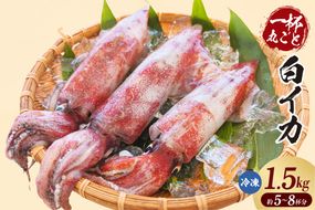 【白イカ 約1.5kg（5-8杯程度入） 冷凍】獲れたまま バラ凍結 3D凍結 鮮度抜群 イカ いか 白イカ 白いか 大人気 おすすめ 兵庫県 香美町 山米鮮魚 74-06