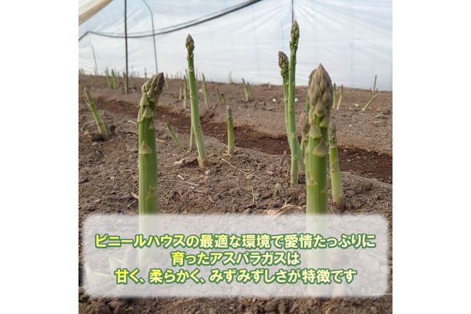 【予約：2026年4月中旬から順次発送】ハウス栽培 グリーンアスパラ 1.2kg ( アスパラガス 野菜 新鮮 朝採れ )【231-0001】