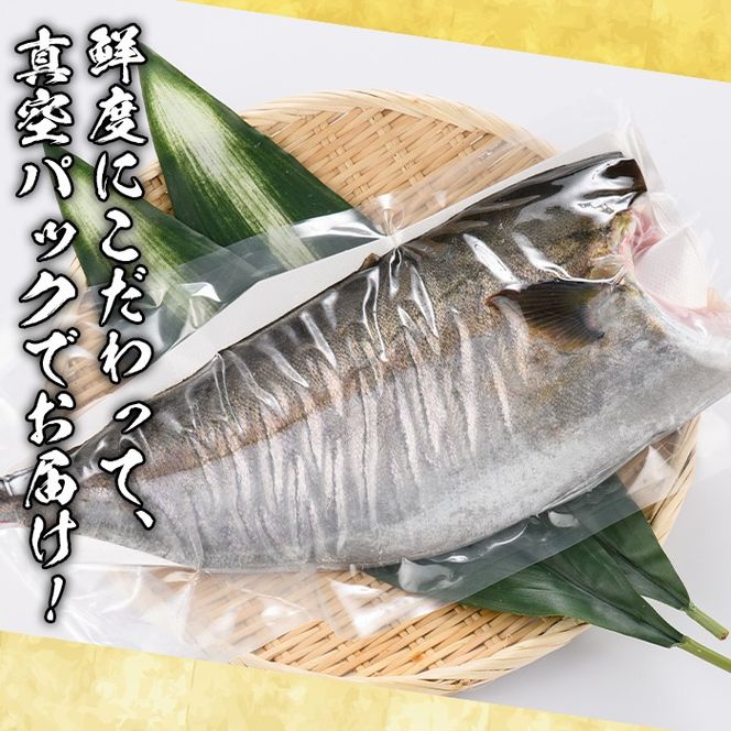 鮮度抜群！鹿児島県産カンパチ(片身分・1～1.5kg) 国産 刺身 鹿児島産 魚貝 魚介 海産物 刺身 かんぱち カンパチ 焼き魚 煮つけ【さるがく水産】akn028-28