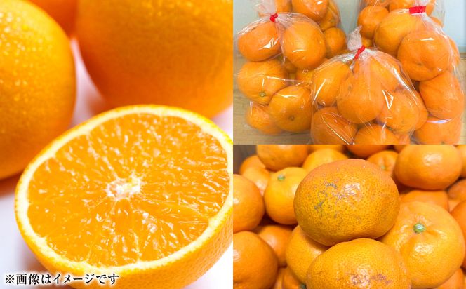 【先行予約】【訳あり】熊本県八代市産 ご家庭用みかん 約5kg 家庭用 蜜柑 ミカン 柑橘 くだもの 果物 デザート おやつ 熊本県 八代市 【2026年9月下旬より順次発送】