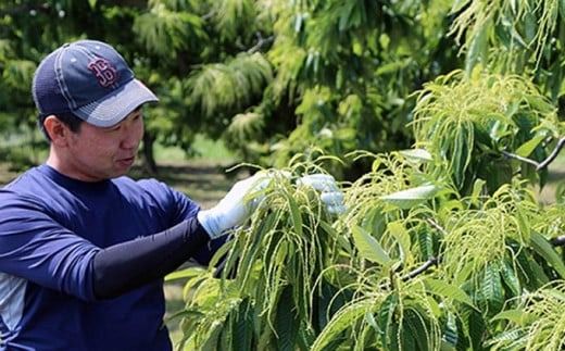 100％小布施栗の焼栗 約450g ［おぶせファーマーズ］ 果物 フルーツ 栗 くり 焼き栗 長野県産 信州産 令和7年産【2025年10月下旬〜11月下旬発送】 ［F-36］