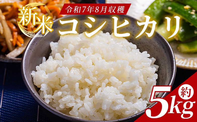 どぶろく工房香南 新米 コシヒカリ 約5kg(令和7年8月収穫) - 国産 高知県産 精米 白米 お米 米 こめ コメ こしひかり ご飯 ごはん おにぎり 食品 どぶろく工房香南 高知県 香南市 常温 db-0039