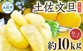 【先行予約】楠瀬さんの土佐文旦 家庭用 約10kg M～Lサイズ 24～30玉〈2027年2月15日～2027年4月5日発送〉 / ぶんたん ブンタン 文旦 フルーツ 柑橘 みかん 果物 くだもの 柑橘類 デザート お取り寄せ 国産 常温 配送【まる庄果樹園】[BQAF020]