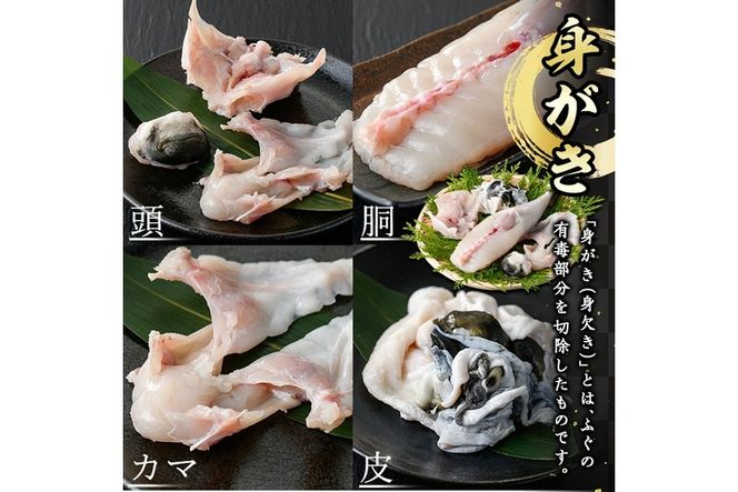 ＜業務用＞豊後とらふぐ 1匹 青箱入 (約800g前後) ふぐ フグ とらふぐ 皮 アラ あら てっちり鍋 鍋 ふぐ唐揚げ ふぐ刺し フグ刺し ふぐ刺身 フグ刺身 刺身 鮮魚 冷蔵 養殖 業務用 国産 大分県【AB211】【柳井商店】