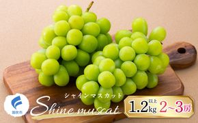 【2026年発送★先行予約】山梨県産シャインマスカット　1.2kg以上　2～3房　247-002